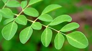 Moringa Nedir, Nasıl Tüketilir?