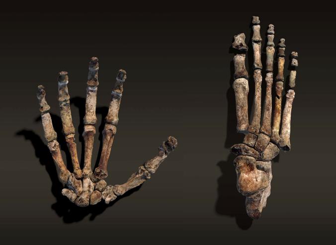 Gizemli Homo Naledi Kimdir? 