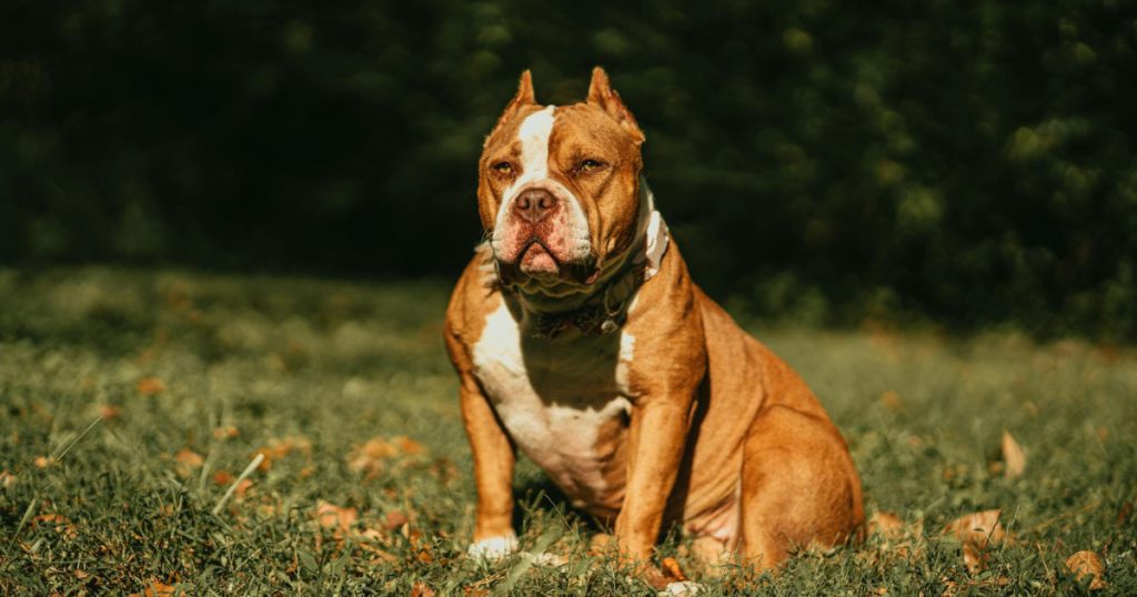 Bristol’de XL Bully Köpeği Saldırısı: Trajik Ölüm Davası